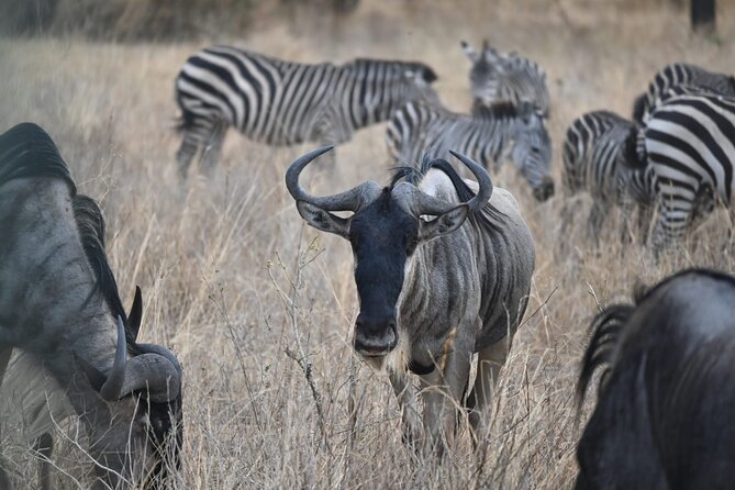 5 Days Group Camping Safari - Day 1: Tarangire’s elephants and baobabs