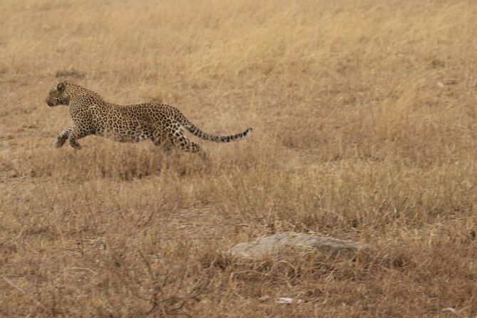 5 Days Group Camping Safari - Day 5: The Ngorongoro Crater wildlife day