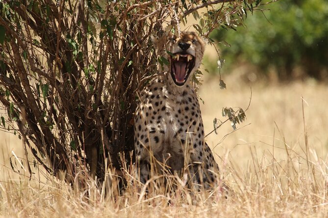5 Days Group Camping Safari - Camping, meals, and the value of $1,100