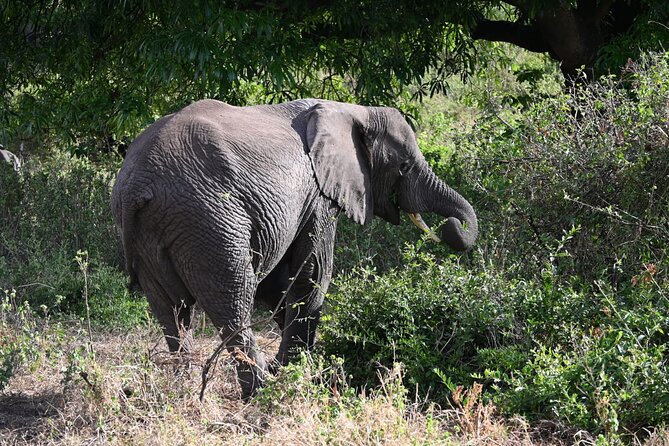 5 Days Group Camping Safari - The guide makes the difference
