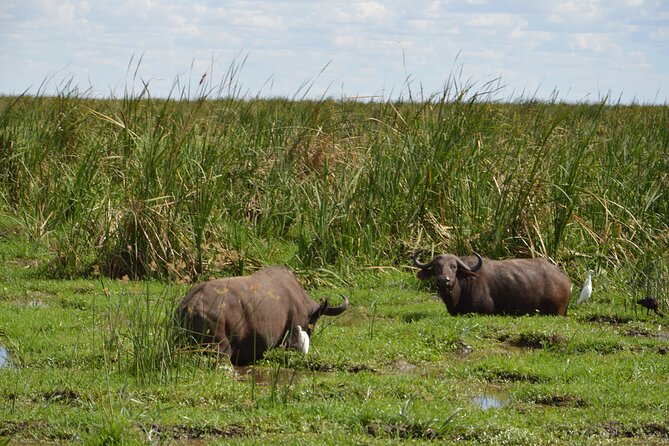 5 Days Group Camping Safari - Day 2: Lake Manyara’s birds, hippos, and forest life