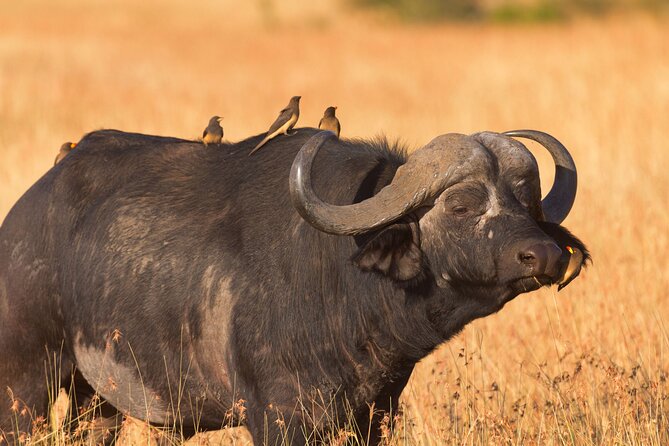 5 Days Lodge Luxury: A Taste of Tanzania Safari - Day 1: A gentle start in Usa River