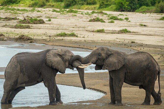 5 Days Lodge Luxury: A Taste of Tanzania Safari - Day 3: Ngorongoro Crater and concentrated wildlife