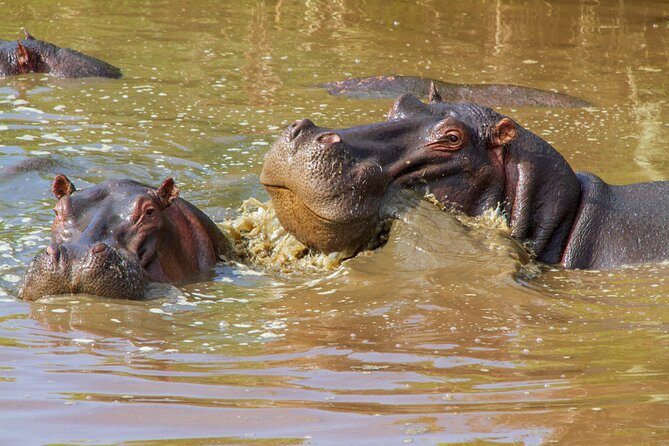 5 Days Lodge Luxury: A Taste of Tanzania Safari - Day 4: Lake Manyara’s forests and Rift Valley views