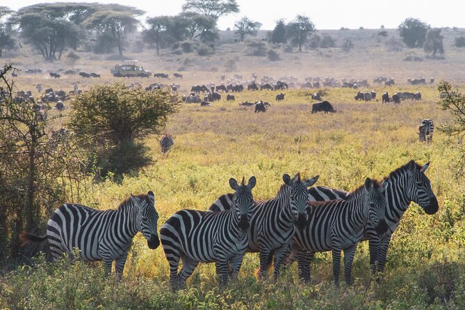 5 Days Lodge Luxury: A Taste of Tanzania Safari - Day 5: Airport transfer and an easy finish