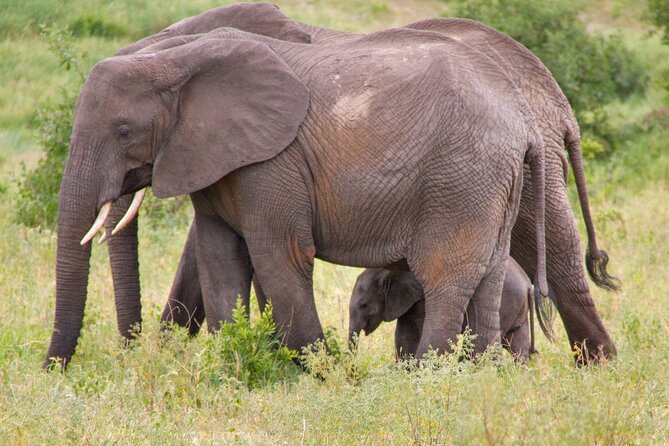 5 Days Lodge Luxury: A Taste of Tanzania Safari - Lodge comfort and what luxury means here