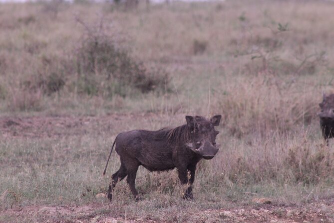 5-Days Private Tanzania Safari Tour - Day 1: Tarangire and its elephant country