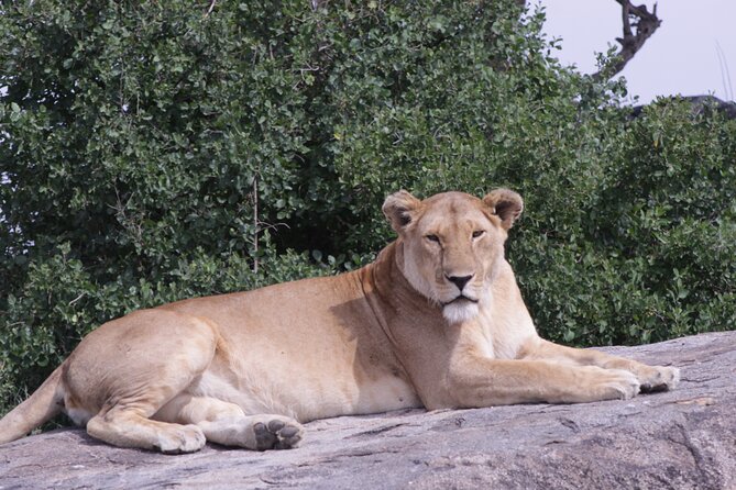 5-Days Private Tanzania Safari Tour - Day 3: Central Serengeti and a second chance at wildlife