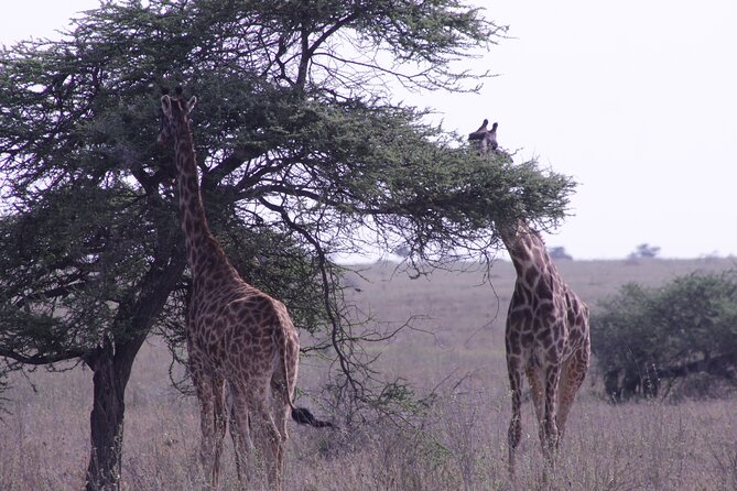 5-Days Private Tanzania Safari Tour - Day 4: Ngorongoro Crater and the black rhino possibility
