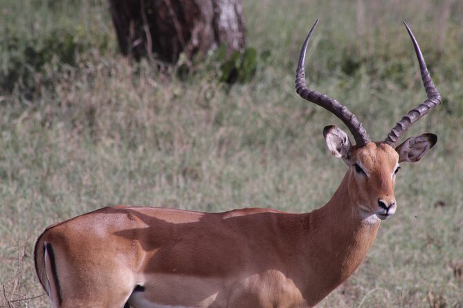 5-Days Private Tanzania Safari Tour - Day 2: Ndutu and the Serengeti migration