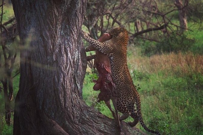5 days safari, hiking & culture (Serengeti & kilimanjaro) - Day three: a full Serengeti game-drive day