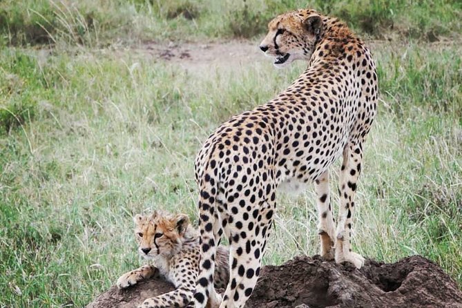 5 days safari, hiking & culture (Serengeti & kilimanjaro) - Meals, camping, and what the $1,950 covers