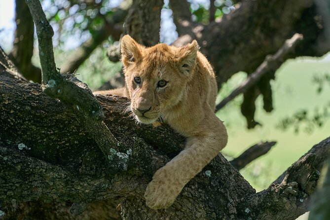 5 Days Safari Northern Circuit of Tanzania - Day 3: Down into Ngorongoro Crater
