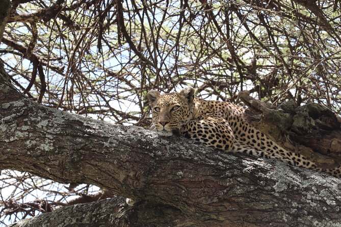 5 Days Safari Northern Circuit of Tanzania - Guides, food, and the daily rhythm