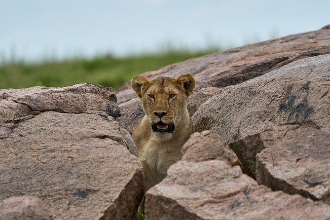 5 Days Safari Northern Circuit of Tanzania - Day 1: Arrive in Arusha and get settled