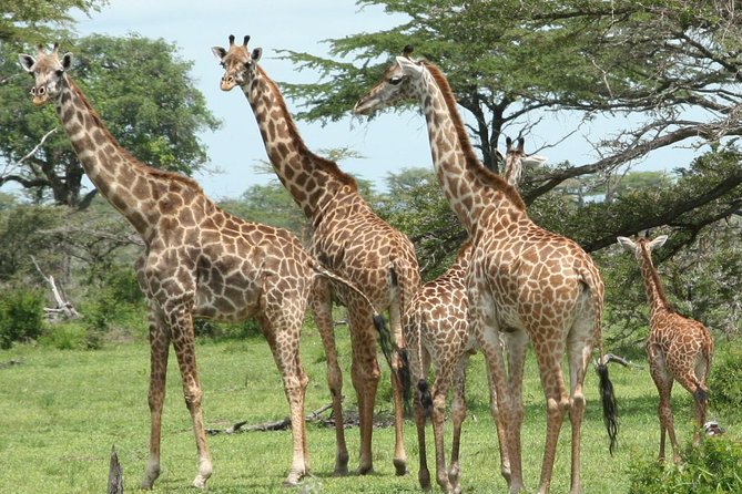 5 Days Safari to Selous & Mikumi - Day Three: The Long Transfer Toward Mikumi