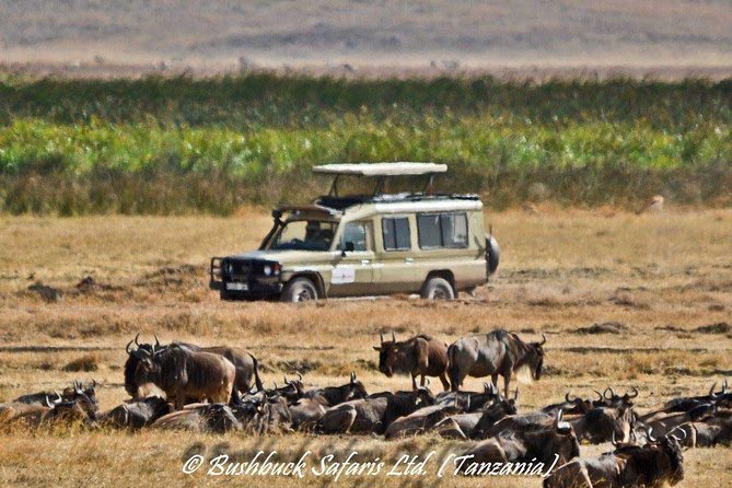 5 Days Serengeti Camping Safari - Day 3: A serious Serengeti game drive