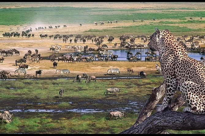 5 Days Serengeti Camping Safari - Day 4: Down into Ngorongoro Crater
