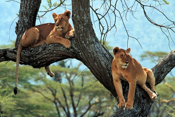 5 Days Serengeti Camping Safari - Day 5: Flamingos, hippos, and forest animals at Lake Manyara