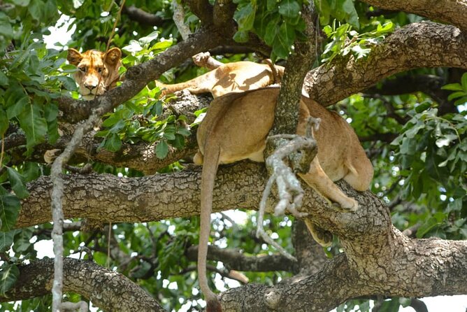 5 Days Tanzania Group Joining Safari, Tarangire/Serengeti/Ngorongoro Crater - Day 3: Your best chance for a full Serengeti day