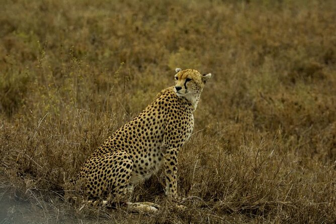 5 Days Tanzania Group Joining Safari, Tarangire/Serengeti/Ngorongoro Crater - Camping, food, and vehicle comfort