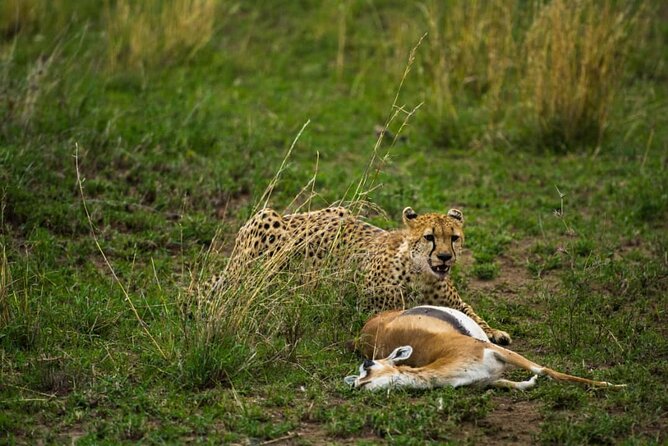 5 Days Tanzania Group Joining Safari, Tarangire/Serengeti/Ngorongoro Crater - Guide quality can make or break the safari
