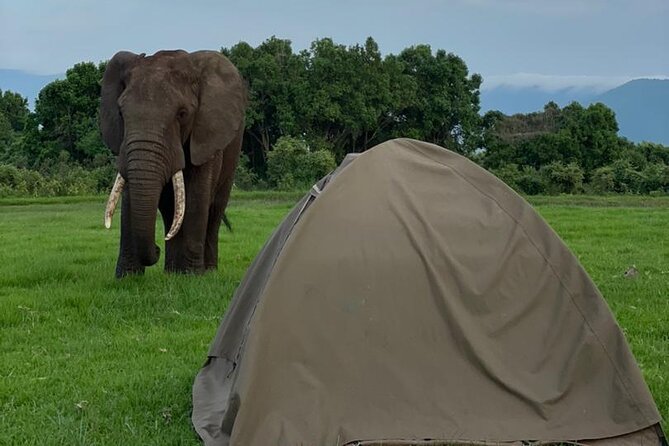 5 Days Tanzania Joining Safari with Pick Up Included Shared Tour - Day 1: Tarangire’s elephants and baobabs