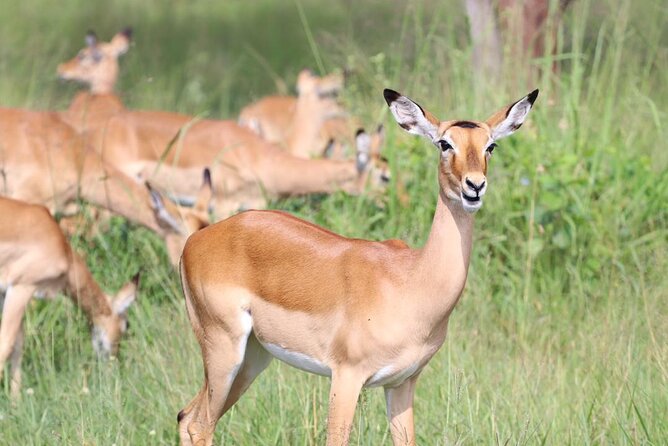 5 Days Tanzania Joining Safari with Pick Up Included Shared Tour - Day 4: From Serengeti to the Ngorongoro rim