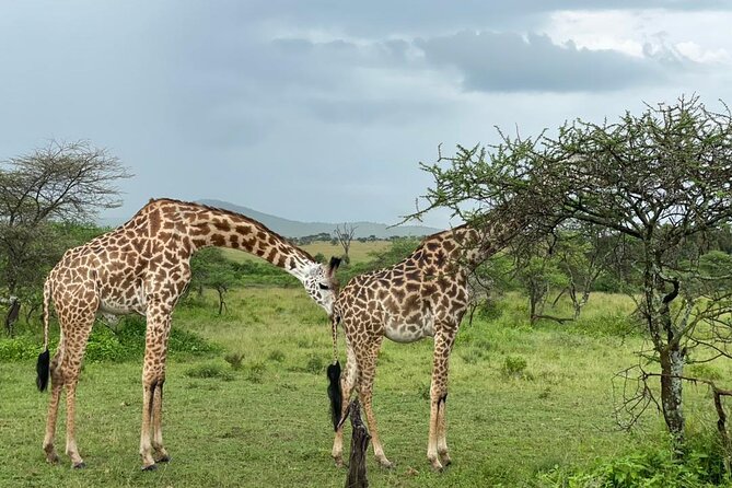 5 Days Tanzania Joining Safari with Pick Up Included Shared Tour - Day 5: Early descent into Ngorongoro Crater