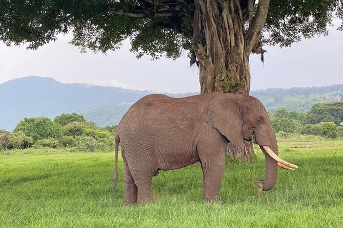 5 Days Tanzania Joining Safari with Pick Up Included Shared Tour - What $1,500 buys you