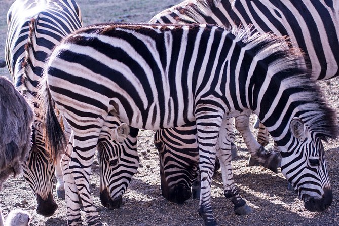 5 days Tanzania midrange lodge Private safari - The route problem you should settle first