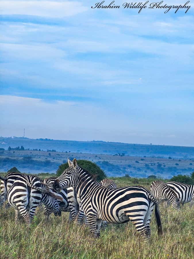 5-Hour Nairobi National Park 4x4 Safari with Free Pickup - Why Nairobi National Park makes sense for a short safari