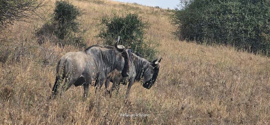 5-Hour Nairobi National Park 4x4 Safari with Free Pickup - Entering the park and looking for wildlife