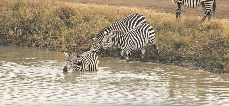 5-Hour Nairobi National Park 4x4 Safari with Free Pickup - Shared, small-group, or private vehicle