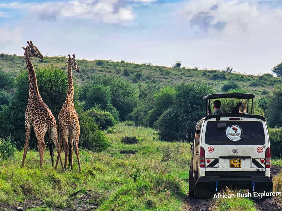 5-Hour Nairobi National Park 4x4 Safari with Free Pickup - Is the price good value?
