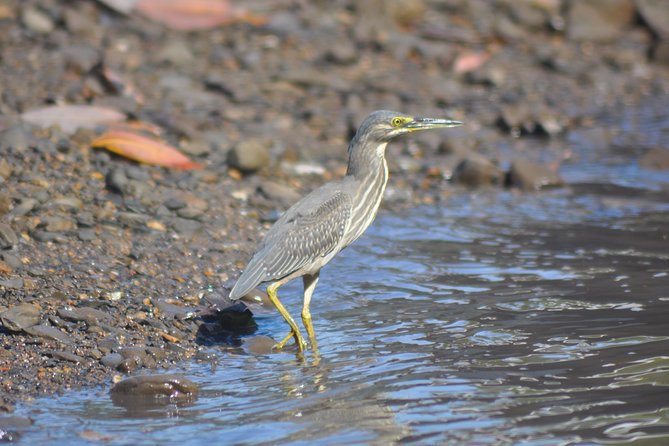 5 Hours Sharing Basis Kilim Mangrove Safari Boat Tour in Langkawi - Hotel pickup makes the morning easy