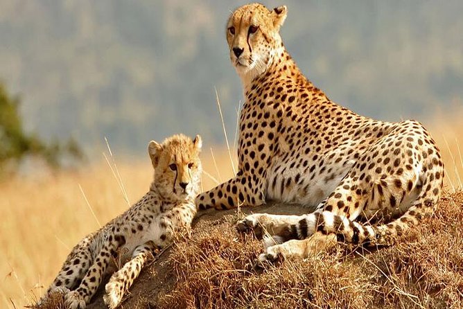 5days Tanzania Safari lodge and camping Serengeti, Tarangire & Ngorongoro Crater - Day 5: Down into Ngorongoro Crater