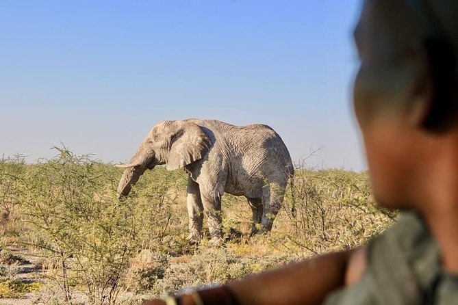 6-Day Dunes and Wildlife Accommodated Safari from Windhoek - Day 5: Dead Vlei, Big Daddy, and Sossusvlei