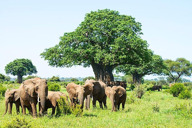 6 Day Group Camping Safari Tarangire Serengeti Ngorongoro Manyara - Day 1: elephants and baobabs in Tarangire