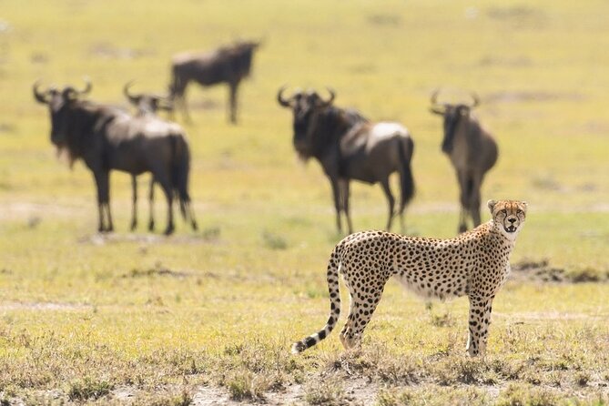 6-Day Honeymoon Safari Tour Package in Tanzania - Why this route works for a honeymoon