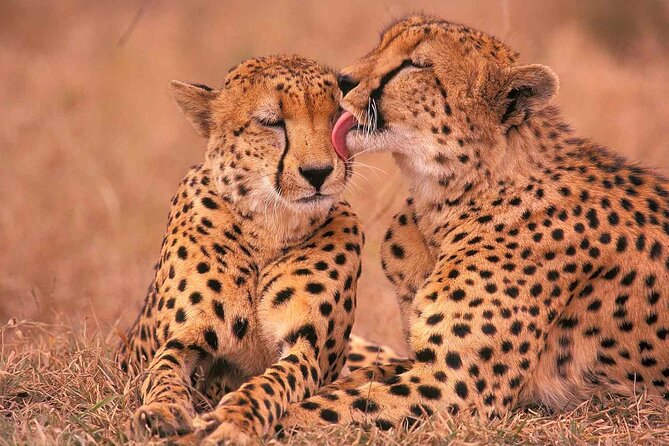 6-Day Honeymoon Safari Tour Package in Tanzania - Is $1,995 per person good value?