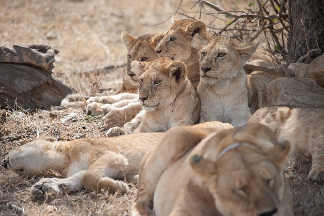 6-day Private Camping Safari Tour from Kilimanjaro Airport - What this six-day safari is really like