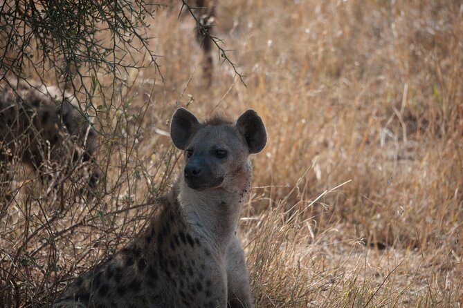6-day Private Camping Safari Tour from Kilimanjaro Airport - Day 6: Ngorongoro Crater and Lake Manyara