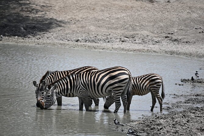 6-day Private Camping Safari Tour from Kilimanjaro Airport - Camping, food, and the practical side