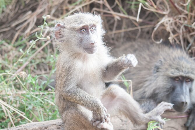 6-day Private Camping Safari Tour from Kilimanjaro Airport - Day 2: Crossing the Ngorongoro area toward Seronera
