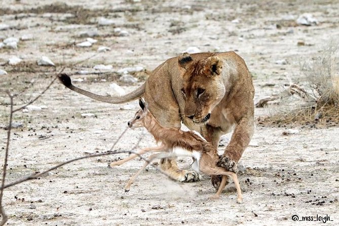 6 Day Sand, Sea & Etosha Budget Camping Safari - Crossing the gravel plains to Swakopmund