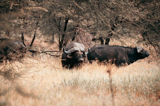 6-Day Tanzania Safari Experience – Midrange - Tarangire: elephants, baobabs, and an excellent first game drive