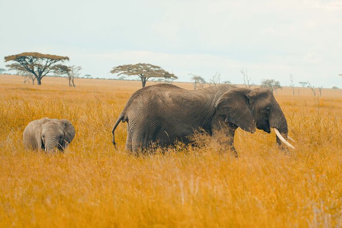 6-Day Tanzania Safari Experience – Midrange - A Serengeti morning followed by the road to Ngorongoro