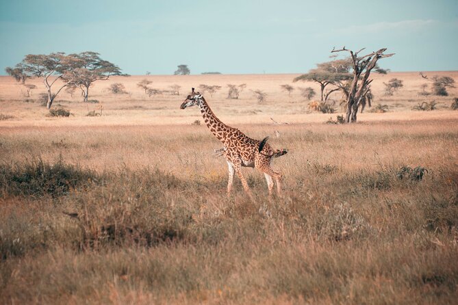 6-Day Tanzania Safari Experience – Midrange - Ngorongoro Crater: concentrated wildlife in a remarkable setting