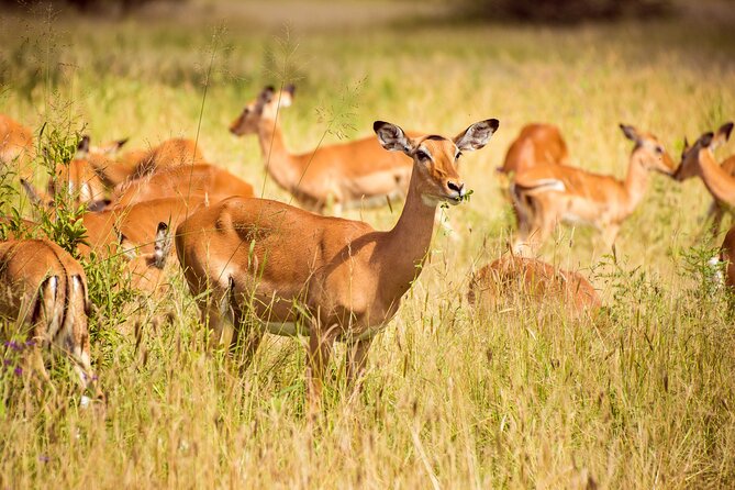 6-Day Tanzania Safari Experience – Midrange - Day six: airport transfer and an early end to the safari